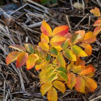 Яркий шиповник (морщинистая роза) :: Лилия 