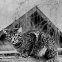 Язычок :: Ярослав Теплов