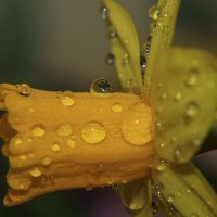 -------------- :: igor G.