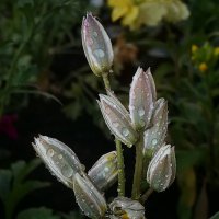 ------------------------- :: igor G.