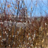 Картинка марта :: Валентин Котляров