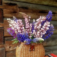 Корзиночка с люпинами в деревне! :: Нина Андронова