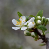 Слива :: Надежда Куркина 