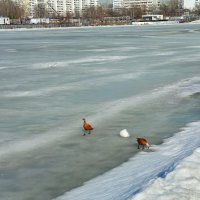 Водоплавающие, которым пока негде плавать :: Андрей Лукьянов