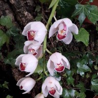 Орхидея :: Лидия Бусурина