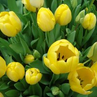 Золото тюльпанов :: Лидия Бусурина