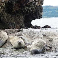 Дальневосточные нерпы :: Лидия Бусурина