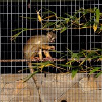 театр теней ))) :: Всеволод 