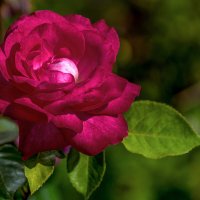 Роза :: Игорь Сикорский