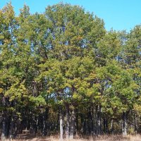 за городом :: Елена Шаламова