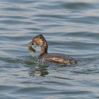 черношейная поганка.весна Лазоревское. :: юрий макаров