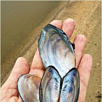 Ракушки. :: Валерия Комова