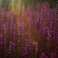 цвет фиолетовый :: Ольга Косачова