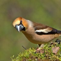 ... :: Вячеслав Минаев