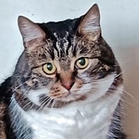 Пушок. :: Валентина  Нефёдова 