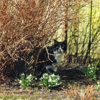 незванный гость :: ИННА ПОРОХОВА