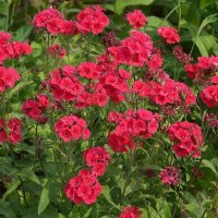 Кларкия изящная Рубиновая :: МАРИЯ ПОПОВА