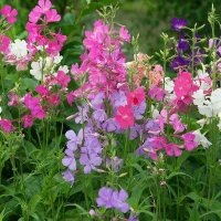 Клеома :: МАРИЯ ПОПОВА