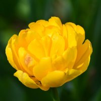 Желтее желтого :: Таня Фиалка