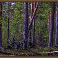 Тайга сибири. :: Aleksey Afonin