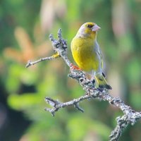 на веточке... :: Andrey Bragin 