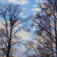 Весенние зарисовки. Весеннее небо. :: Лилия *