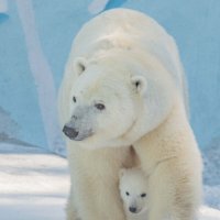 полярные :: Аркадий Лаптенко