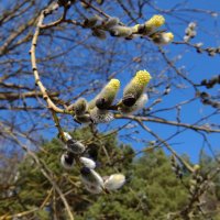 Желтые, пушистые  смотрят на меня!  Ивы наши русские,  к нам пришла весна! :: Люба 