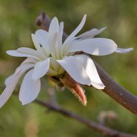 Магнолия :: Александр Трухин Магнолия :: Александр Трухин