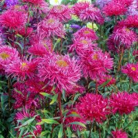 ..астры-осенние цветы.. :: galalog galalog