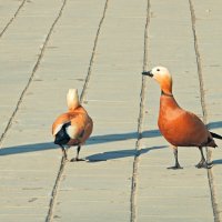 *** :: Леонид leo