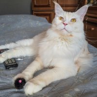 Эльза. :: Борис Калитенко