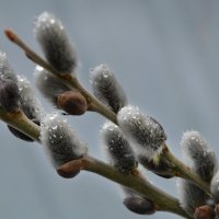 Весенний дождик :: Надежда Куркина 