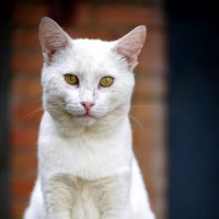 Уличный кот :: Владимир Салапонов