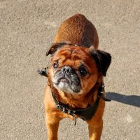 Красавчик Боня :: Светлана 