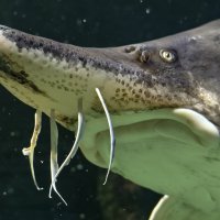 Белуга :: <<< Наташа >>>