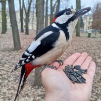 Дятел :: Сапсан 