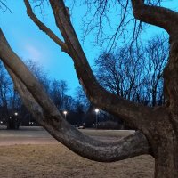 Вечер в парке Кадриорг :: Veera V