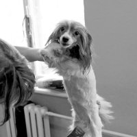 Как похудеть весной (способ не для людей) (2) :: Игорь Парв