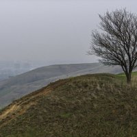 Абрикос, обдуваемый всеми ветрами :: Игорь Сикорский