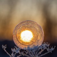 Шарик :: Андрей Пристяжнюк