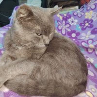 Дымок :: Наталья (ShadeNataly) Мельник