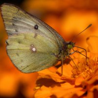 * * * :: Уже не важно ... * * * :: Уже не важно ...