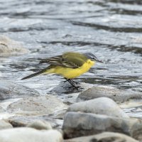 желтая трясогузка :: юрий макаров