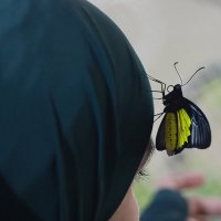 В парке бабочек :: Галина Ильясова