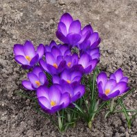 Крокусы :: Рита Симонова