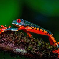 Древесная лягушка. :: Aleksey Afonin