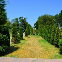 Керчь. Туи в Комсомольском парке. :: Пётр Чернега