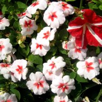 Летние :: Елена Семигина