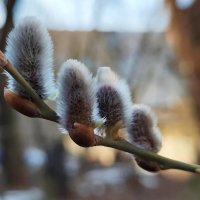 ВЧЕРА БЫЛА ЗИМА :: Юрий Вовк